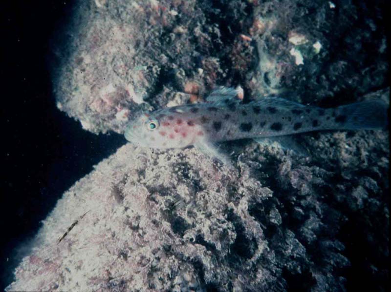 [thoeph]: Leopard spotted goby.