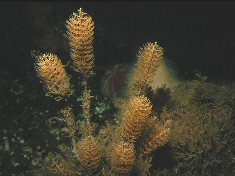 The bottlebrush hydroid Thuiaria thuja.