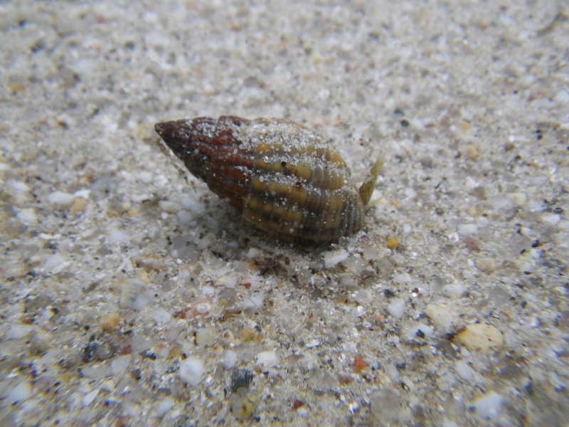 The netted whelk on sediment.