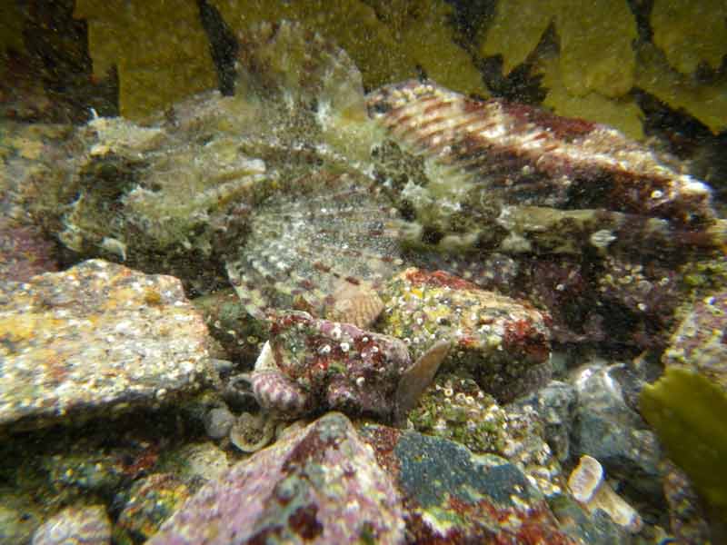 Modal: A resting scorpionfish.