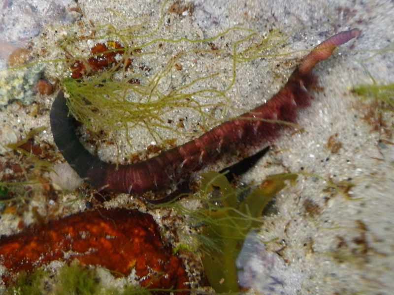 [tpearman20101026_2]: A lug worm out of the sediment.