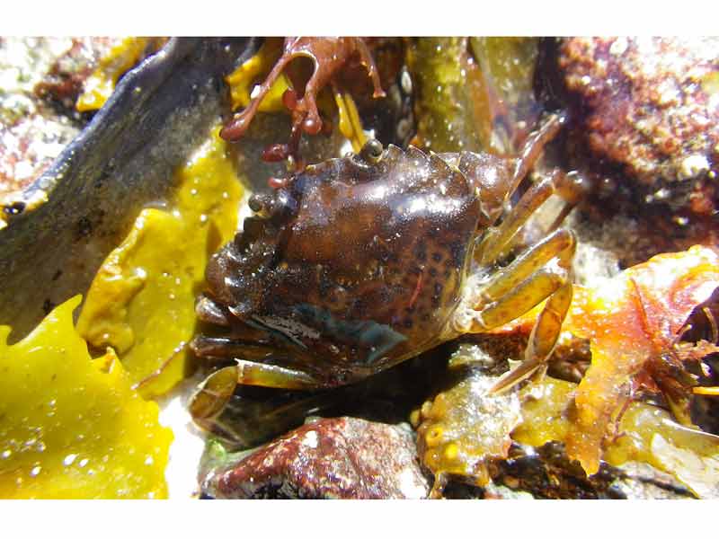 Modal: a  common shore crab  in the intertidal zone.