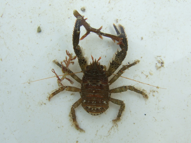 [tpearman20101201]: A captured squat lobster.