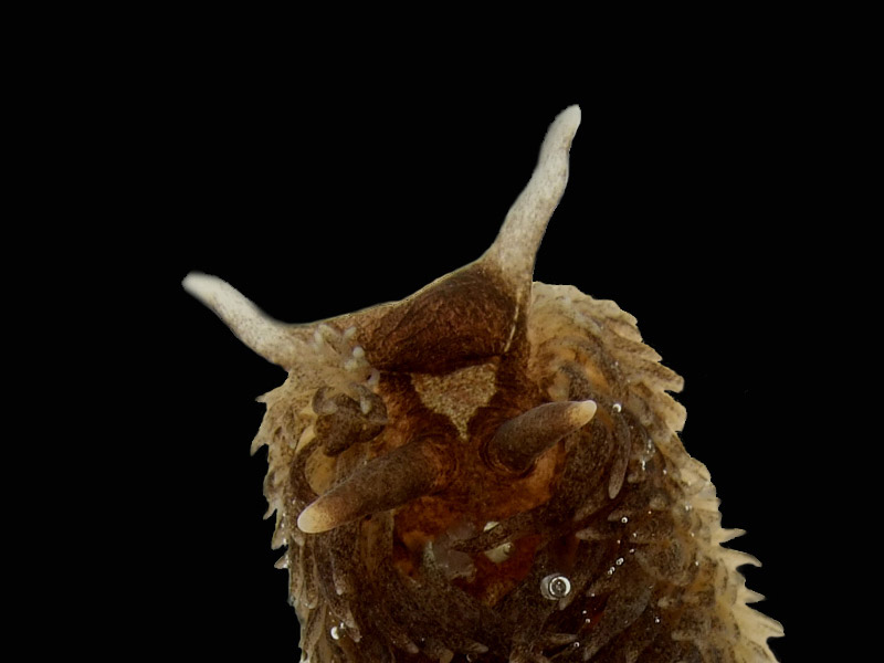 Detail of head and rhinophores of Aeolidia papillosa.