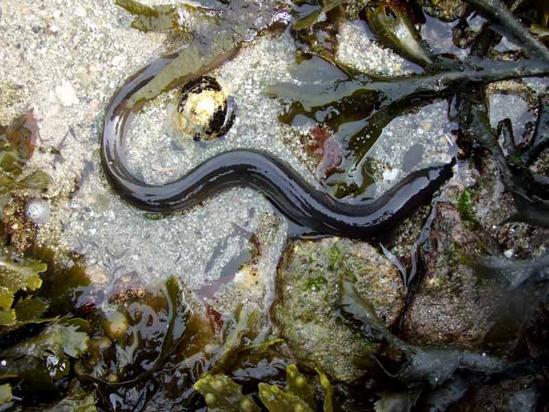 Modal: A common eel in the coastal shallows of the Isles of Scilly.