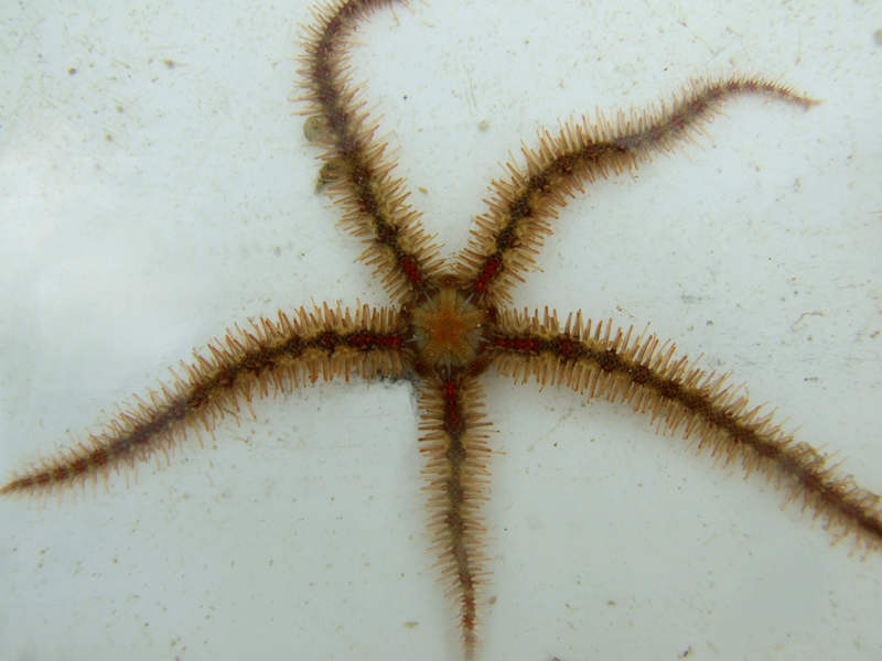 [tpearman20101201_3]: A common brittlestar <i>Ophiothrix fragilis</i>.