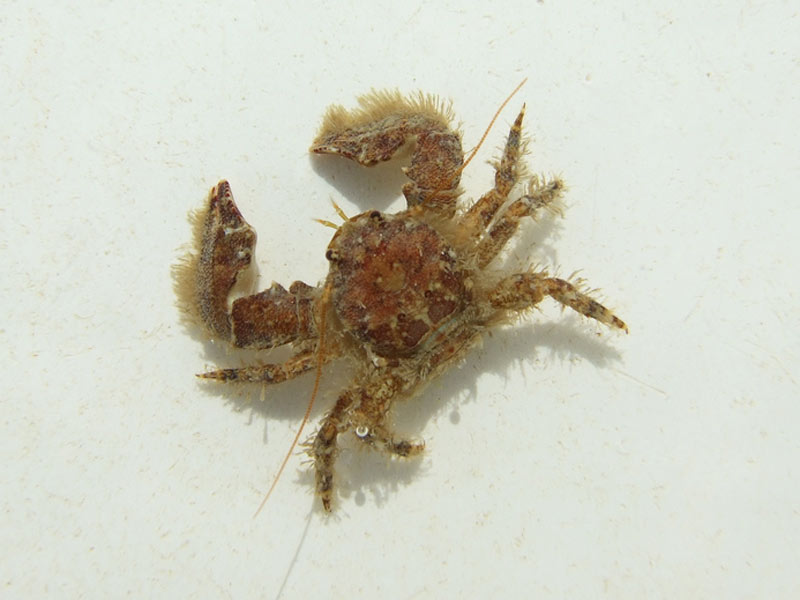 Modal: A broad-clawed porcelain crab.