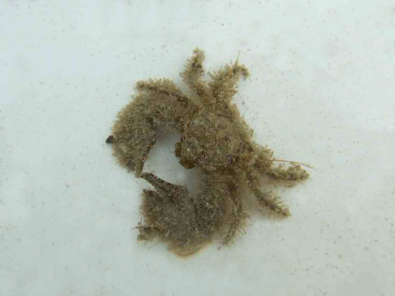 [tpearman20110329_2]: An algal covered broad-clawed crab