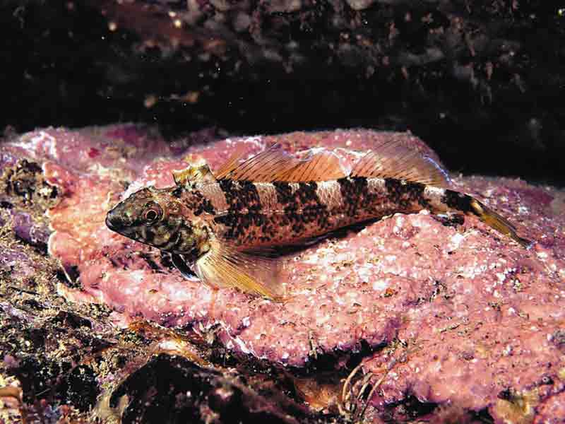The black faced blenny Tripterygion delaisi.