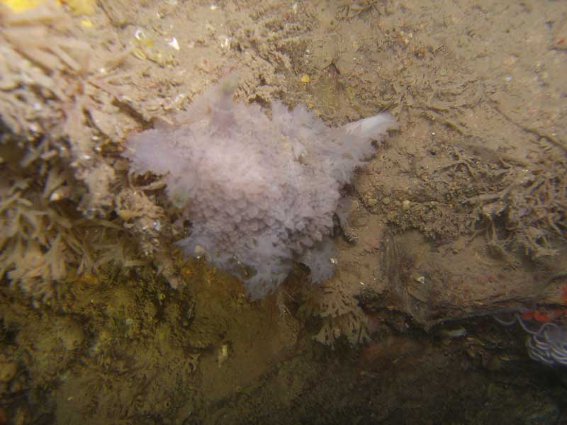 Modal: <i>Tritonia hombergi</i> at Morris Rogue reef near Torbay, at 12 m depth.