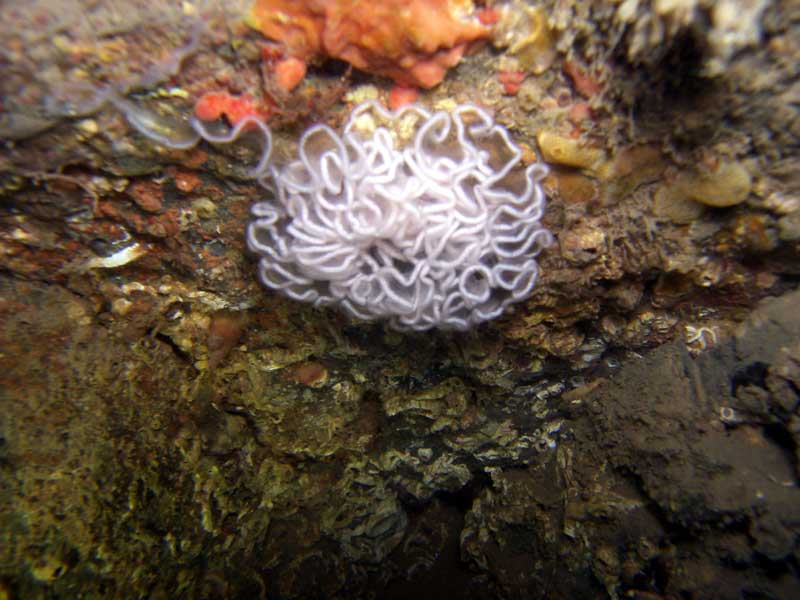 Sea slug egg mass, probably of Tritonia hombergi.