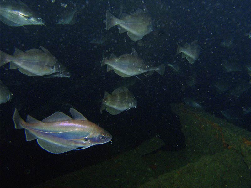 Trisopterus luscus in deep waters.