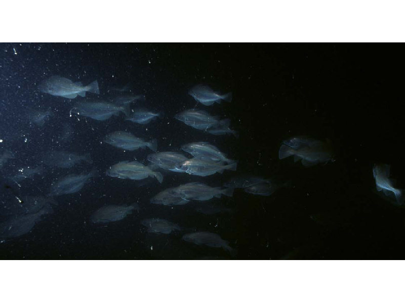 Modal: The poor cod <i>Trisopterus minutus</i> at ca 30 m depth.