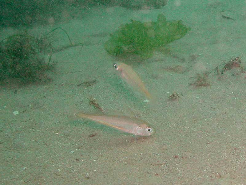 Modal: A couple of <i>Trisopterus minutus</i> individuals off a sandy bottom.