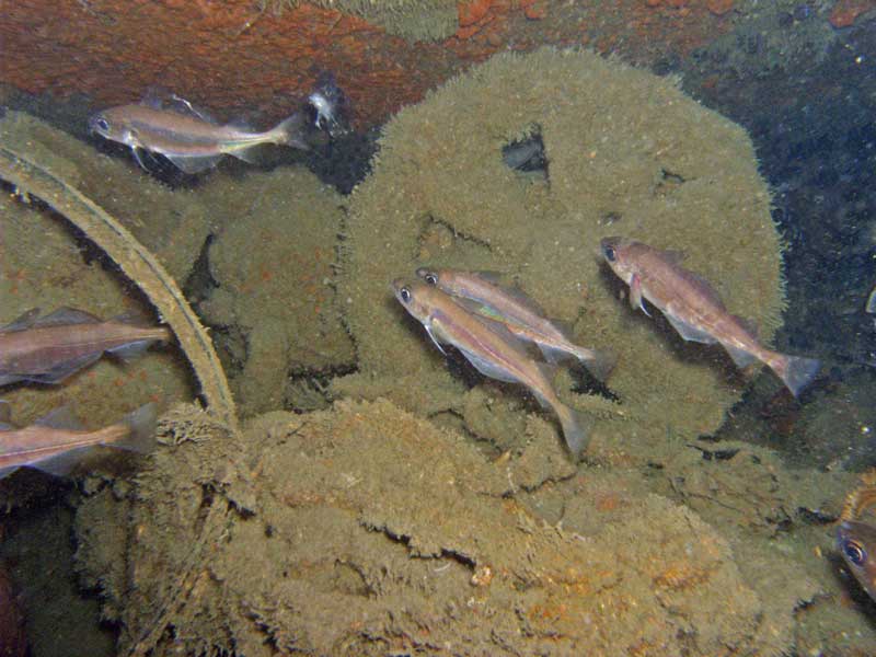 Modal: Mature <i>Trisopterus minutus</i> shoal at Bigbury Bay.