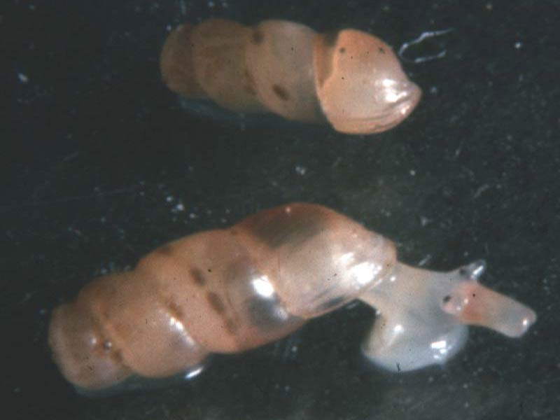 Modal: Two adult <i>Truncatella subcylindrica</i>, one crawling.