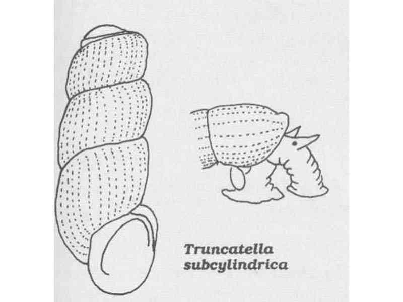 Line drawing of Truncatella subcylindrica.