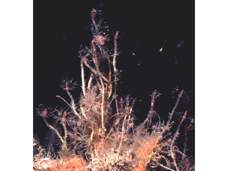 Image: Oaten pipes hydroid.