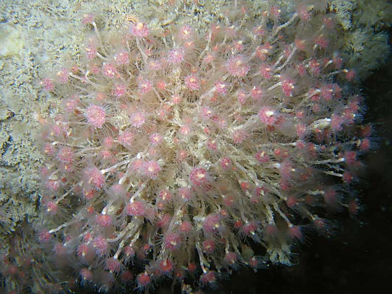 [tubind3]: <i>Tubularia indivisa</i> bearing reproductive bodies in Lyme Bay, Devon.