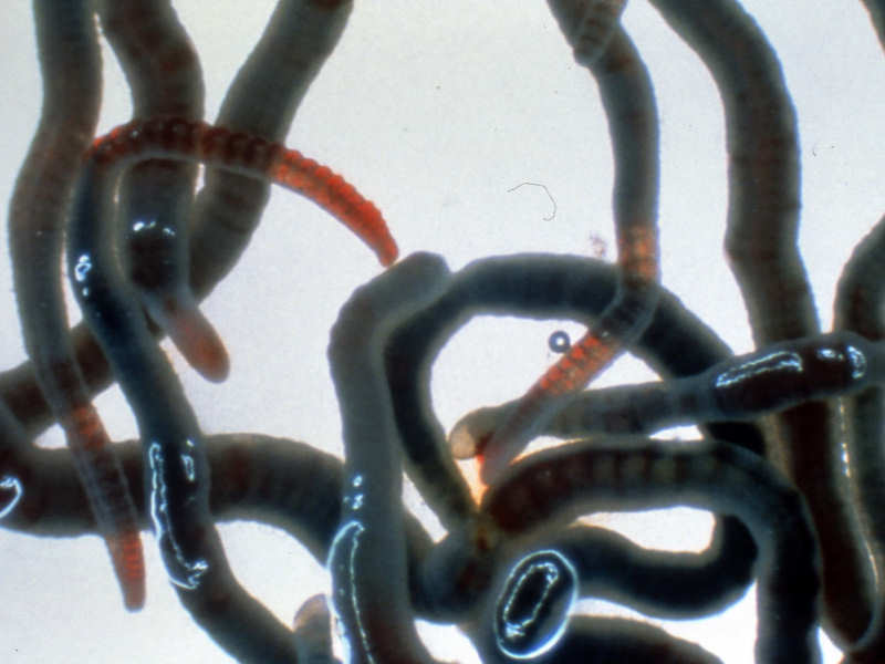 Group of Tubifex tubifex worms.