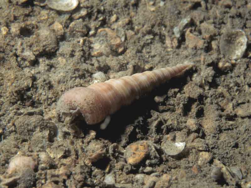 Modal: <i>Turritella communis</i> on sediment.