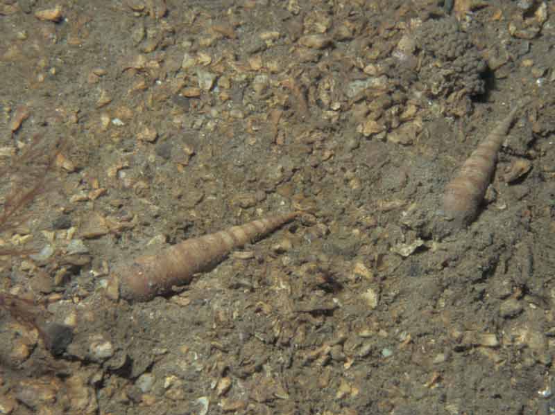 Two Turritella communis on sediment.