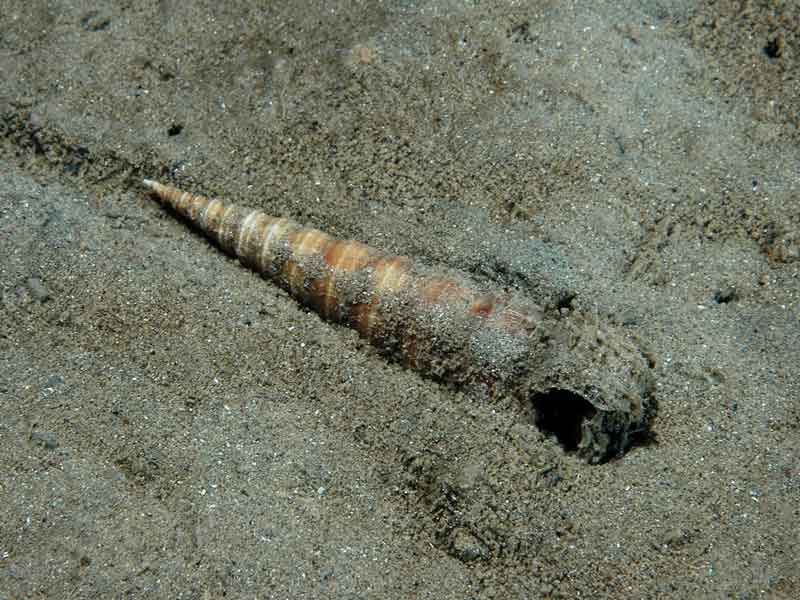Modal: <i>Turritella communis</i> shell lying in sand.