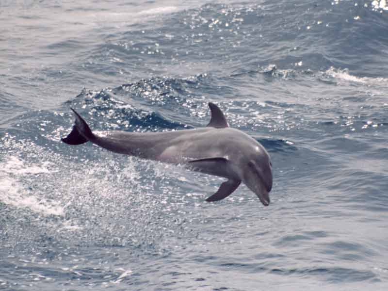 Image: Tursiops truncatus breaching (note pinkish hue on belly).
