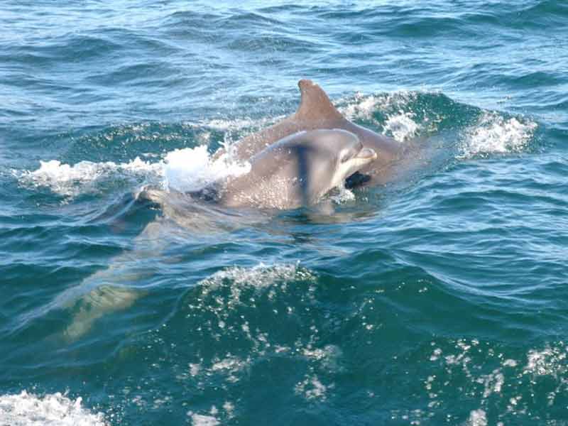 An adult and infant Tursiops truncatus.