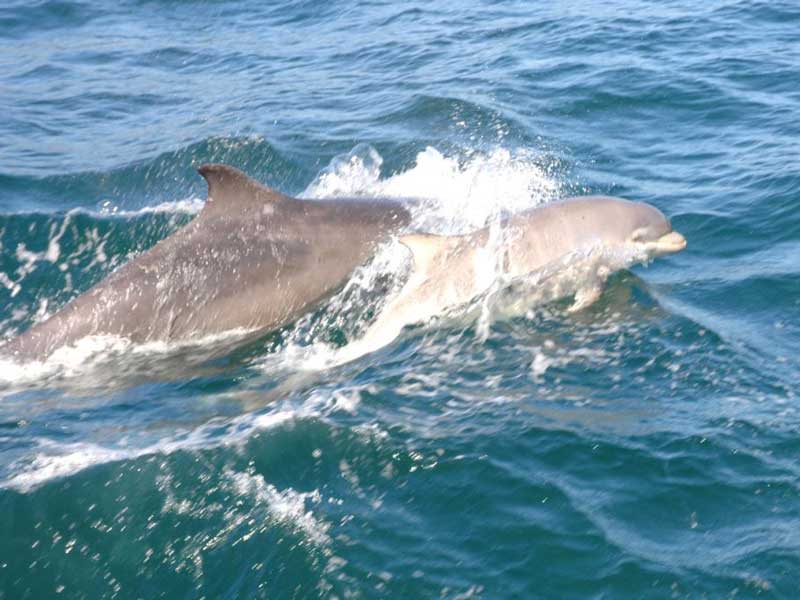 Modal: An infant <i>Tursiops truncatus</i> swimming ahead of an adult.