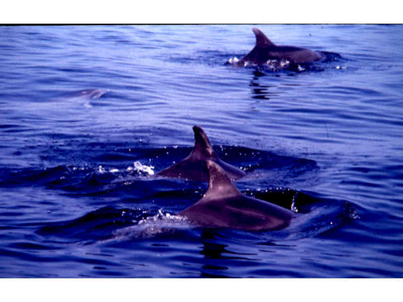 [turtru3]: Bottlenose dolphin pod at surface.