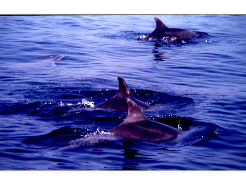 Common bottlenose dolphin pod at the surface.