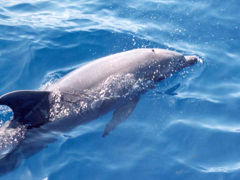 [turtru5]: Bottlenose dolphin breathing at surface.
