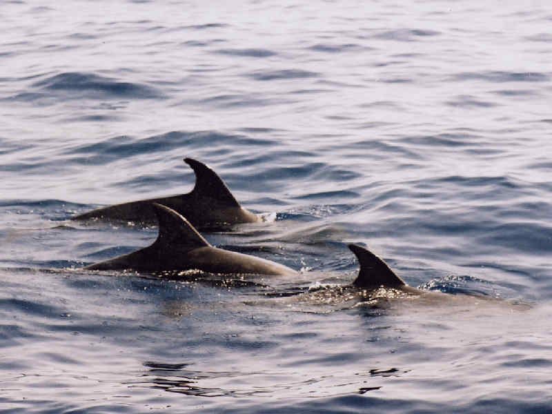 Modal: Pod of bottlenosed dolphins swimming at the surface.