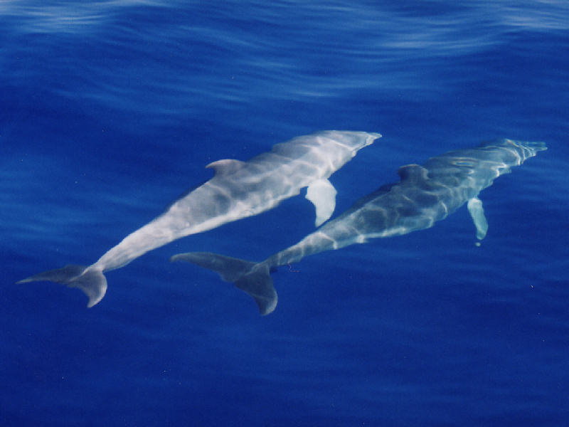Modal: Pair of bottlenosed dolphins.
