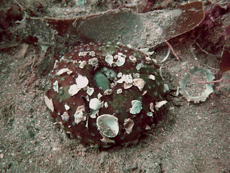 [urtfel6]: The dahlia anemone <i>Urticina felina</i> fully retracted. Column showing characteristic warts (verrucae) and adherent debris.