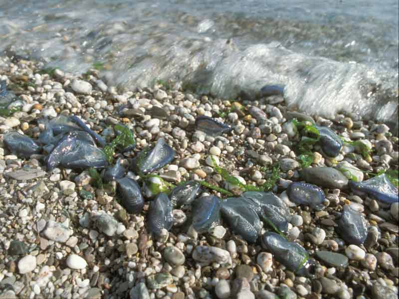 [velvel3]: <i>Velella velella</i> stranded on the shore.