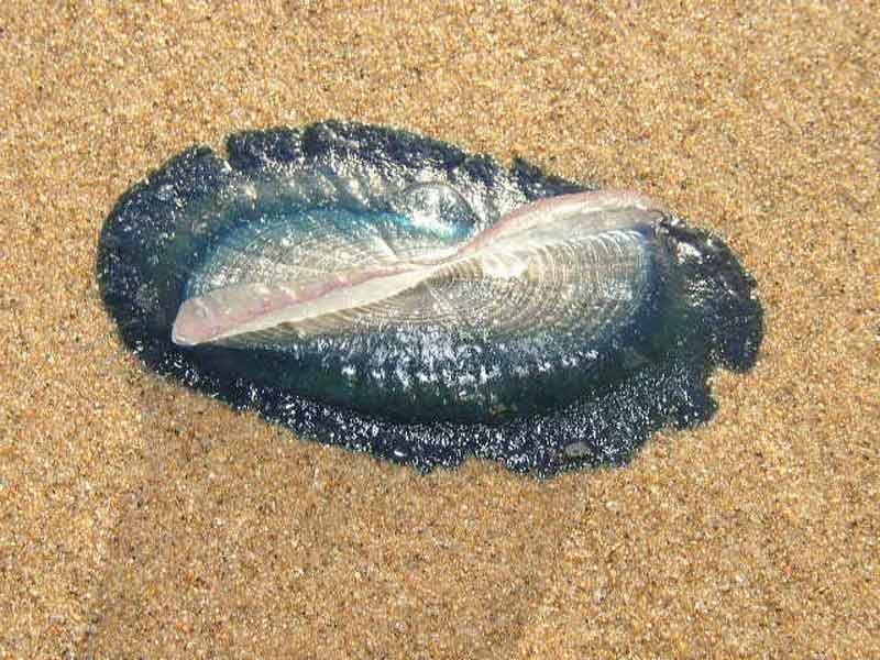 [velvel9]: <i>Velella velella</i> stranded on a sandy shore.