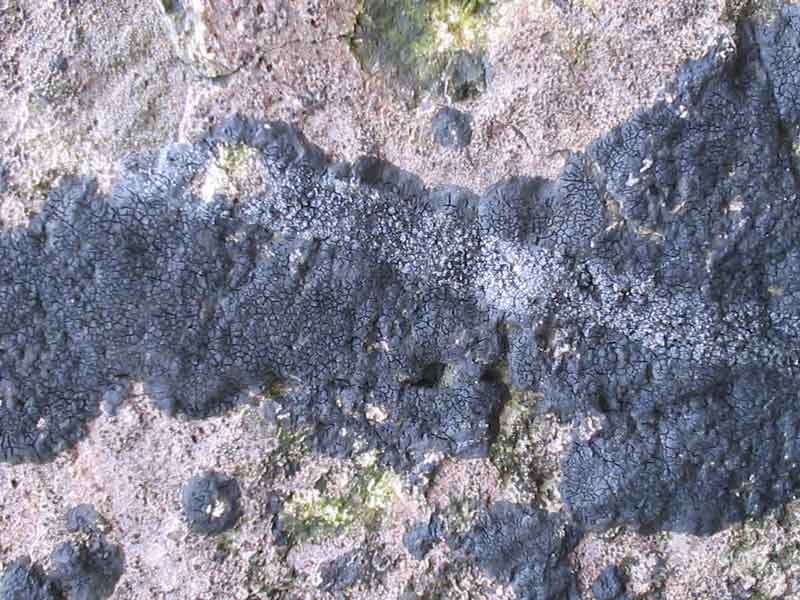Modal: The black lichen <i>Verrucaria maura</i>.