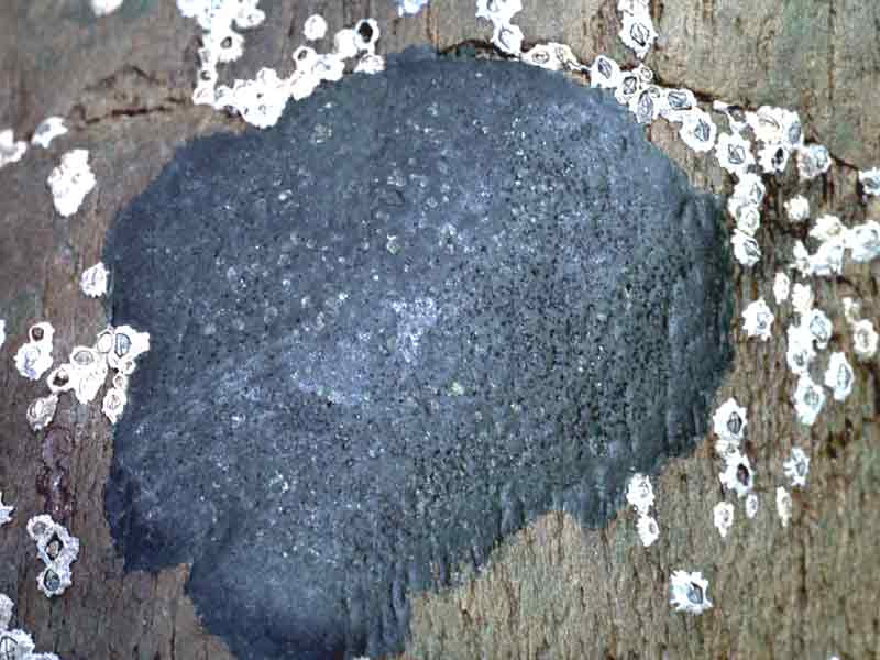 Verrucaria mucosa on mid shore rocks.