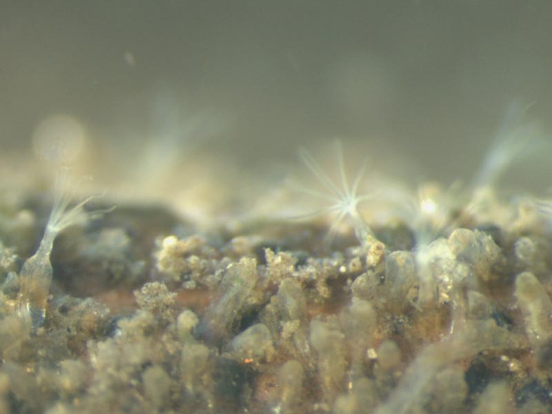 Modal: Lophophores and zooids of <i>Victorella pavida</i>.