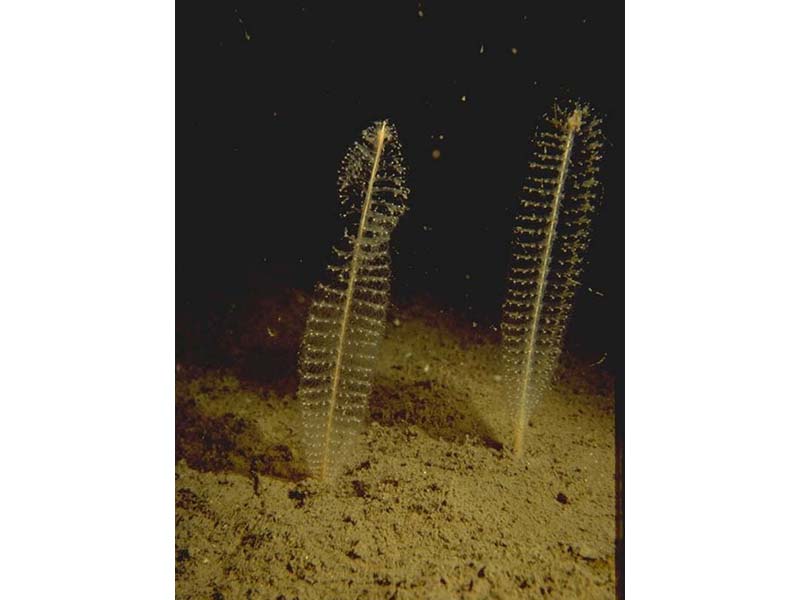 [virmir]: Sea pens, <i>Virgularia mirabilis</i> extending from muddy sediment.