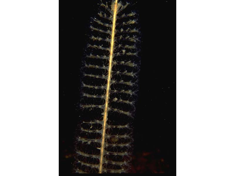 Image: Stem and polyps of Virgularia mirabilis.