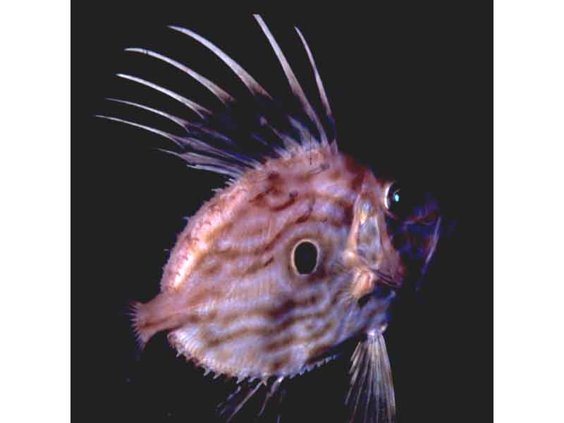 Modal: John dory. Note the spines and large spot.