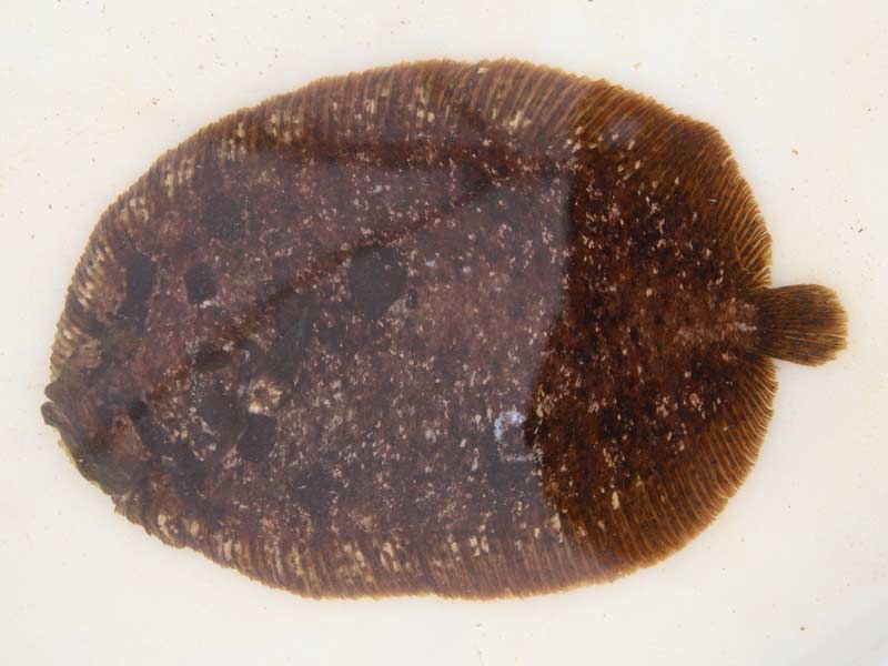 Modal: <i>Zeugopterus punctatus</i>.