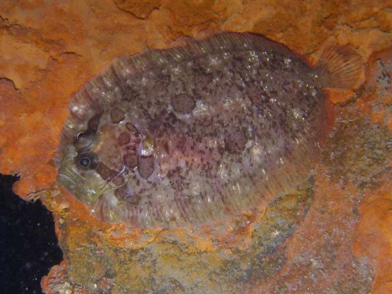 Modal: <i>Zeugopterus punctatus</i> on a rocky seabed.