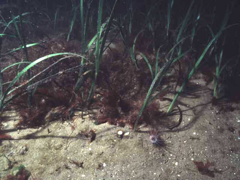 Sea grass and burrowing anemone (Cerianthus lloydii) on shallow sand.