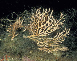 pink sea fan tangled in fishing net